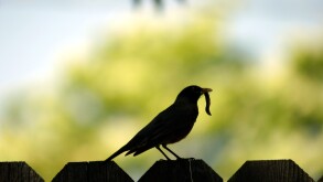 Early bird gets the worm