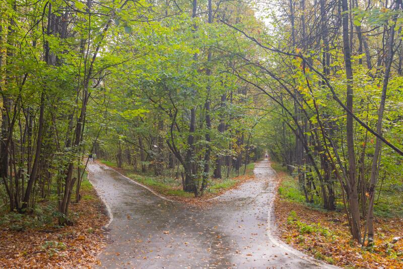forks of roads in the forest in the autumn season