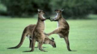 Kanga_fotolia_230x150
