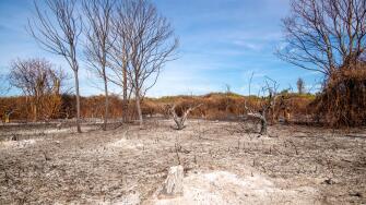 field planted with orange trees in Sicily burned by fire