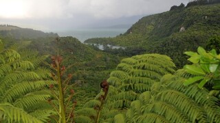 New Zealand green from Alamy 15Sep22 575x375