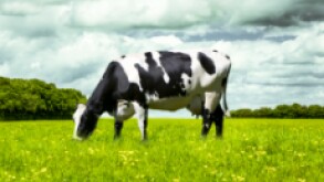 Cow fotolia