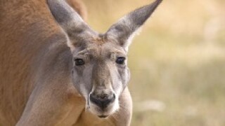 kangaroo_adobe_230x150