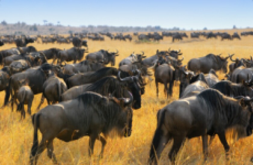 wildebeest px230 for gc