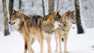 European wolf (Canis lupus), three wolves in winter landscape, Germany