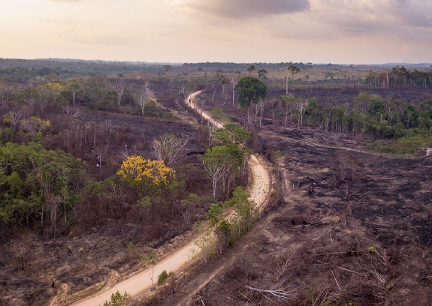 Drone aerial view of deforestation on farm with illegal burning of forest trees to make pasture for cattle in Amazon rainforest, Para, Brazil.