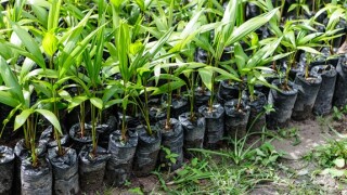 Amazonian palm saplings at nursery from Alamy 13Mar25 575x375.jpg