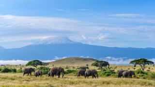 African bush elephants (Loxodonta africana) with Mount Kilimanjaro behind, Amboseli National Park, Kenya, Africa