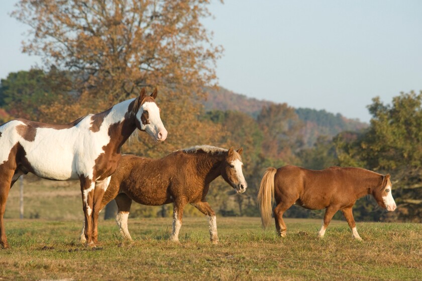 Trio of diverse horse pals at Proud Spirit Horse Rescue Arkansas
