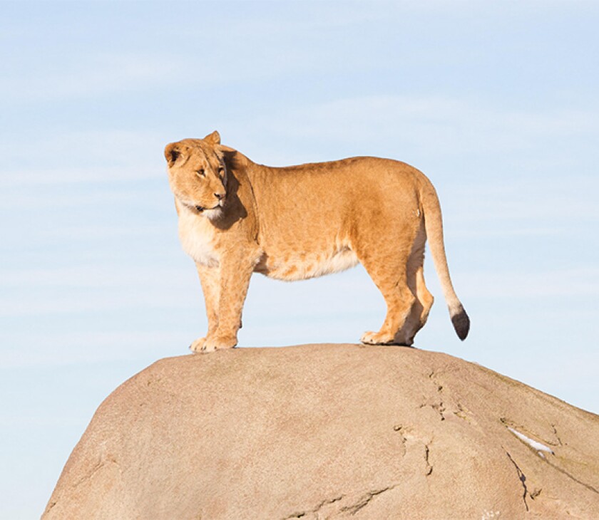 lioness_HNA2A5.jpg