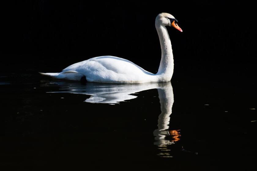 White_swan_Alamy_301121