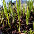 Early spring growth of Crocosmia "Lucifer"