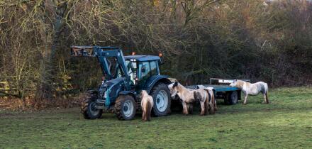 A farmer feeding his horses, seen from the A46 towards Newark on Trent, Nottinghamshire, UK