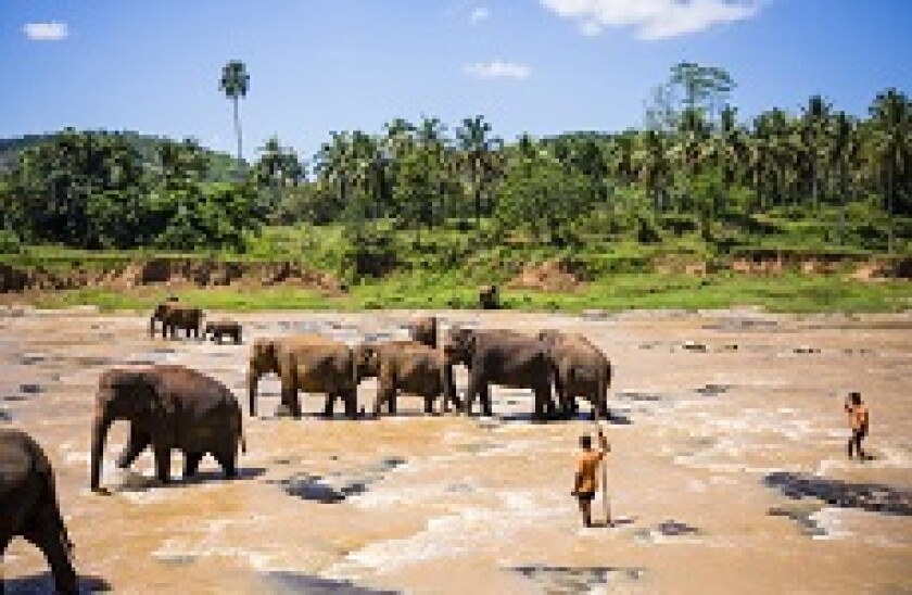 sri lanka elephants