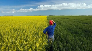 Man looking out through wheat and canola gields in Spring. Near Dugald, Manitoba, Canada