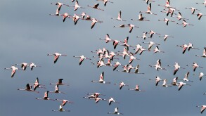Lesser Flamingoes, flock in flight, Phoeniconaias minor, Arusha National Park, Tanzania, East Africa, Africa