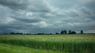 Dark rainy clouds over a field with green grain