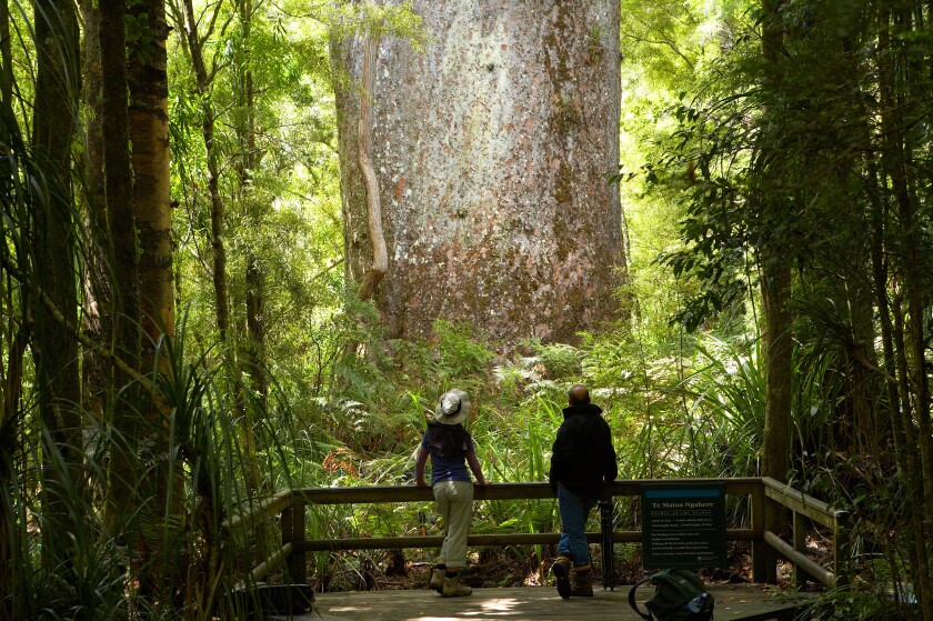 a couple looking at the Te Matua giant kauri tree Waipoua Kauri Forest Northlands New Zealand NR
