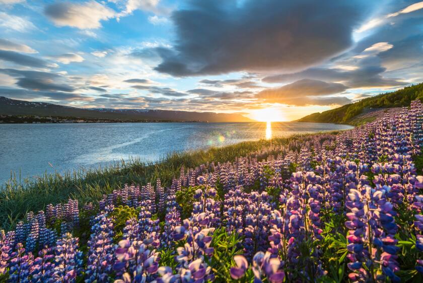 Akureyri, Northern Iceland. Fields of lupins and midnight sun.