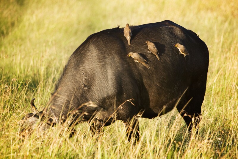 Buffalo with Ox peckers on the Masai Mara Kenya