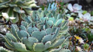 Succulent flower in the garden