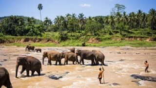 sri lanka elephants