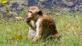 Toque Macaque monkey in Anuradhapura, Sri Lanka