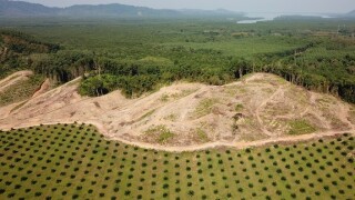 deforestation_Adobe_575x375_21August2020
