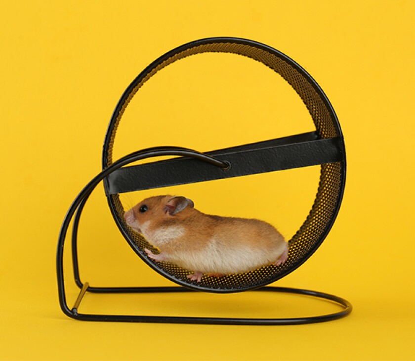 running_wheel_as425526537.jpg
