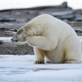 An adult polar bear scratches its chin on a barrier island outside Kaktovik on the northern edge of ANWR, Arctic Alaska