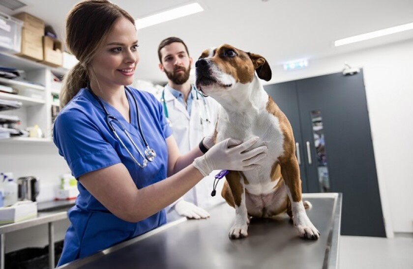 Vets examining dog