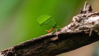 Ant_carrying_leaf_Adobe_575x375_191120