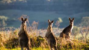 Three kangaroos standing on the edge of a mountain, backlit by the late aftenoon sun with another mountain in the background