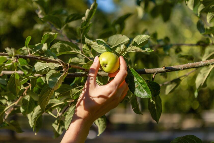 Woman is reaching out for an apple.