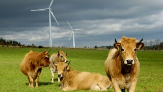 Wind turbines in a field with cows, Ally Mercoeur windfarm, Departement Haute-Loire, France, Europe