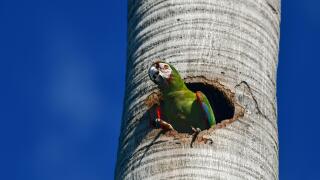 Chestnut-fronted macaw (Ara severus) nesting in a palm tree. Native Bird of South America