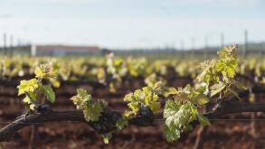 detail, closeup, vineyard, spring, bouncing, bounces, hop, skipping, frisks,