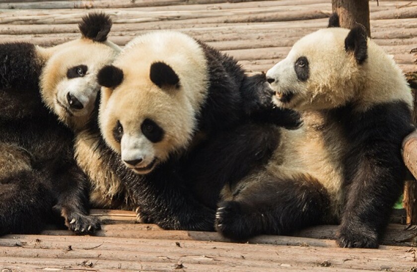 three pandas_adobe_575px_2Mar21