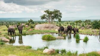 Elephants at watering hole, Serengeti Tanzania