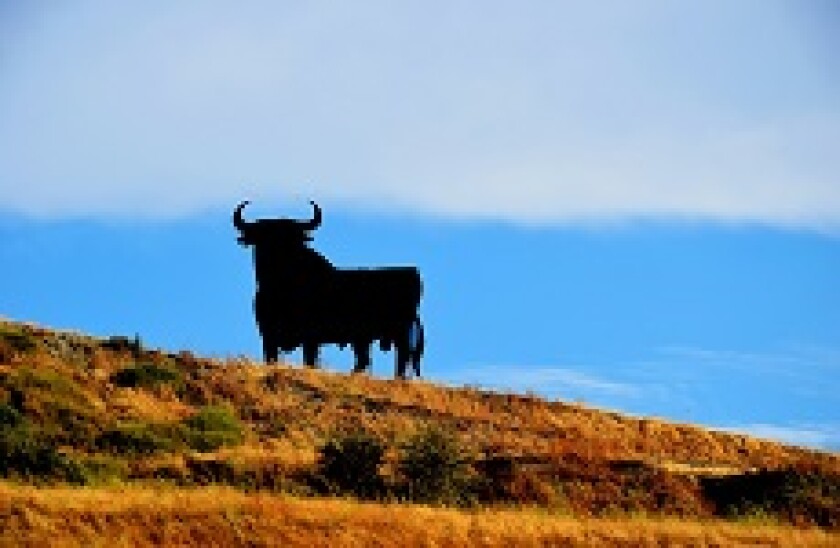 Spanish Bull