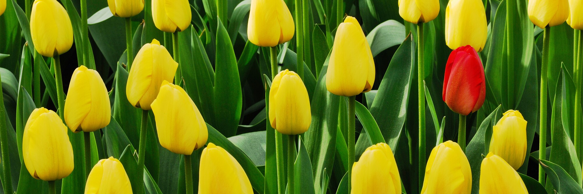 tulip_BDJH4T.jpg