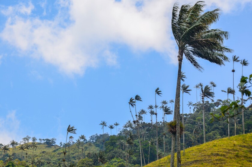 Palma, trees, Valle de Cocora, Colombia, 575, LatAm