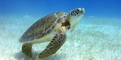 green sea turtle, Belize, coral reef, LatAm, blue bond, restructuring, TNC, 575
