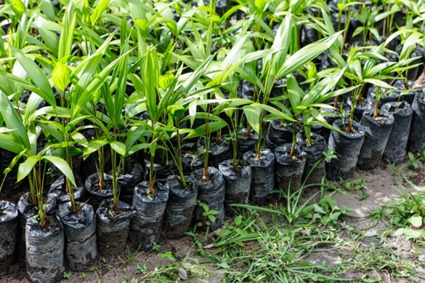 Amazonian palm saplings at nursery from Alamy 13Mar25 575x375.jpg