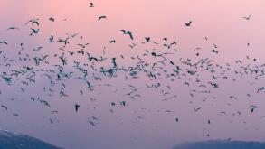 flock of Seagulls and fishing boatsin Kaldfjorden, Norway, Troms, Henrikvik