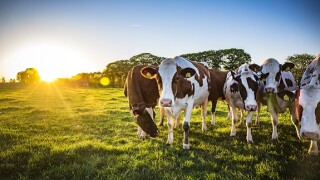 dairy cows_adobe_575px_13Nov20