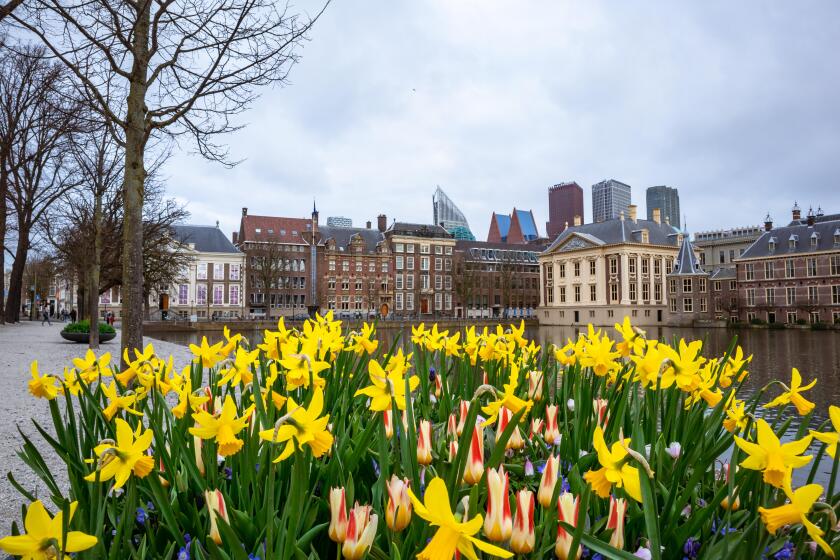 a landscape shot of spring flower daffodils blooming in the city of The Hague,The Netherlands