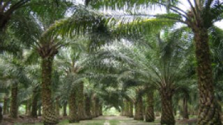Oil Palm_230px