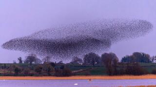 Person in kayak on lake directly underneath Starling Murmuration and in front of reed bed where birds can roost at night. Lough Ennell, Ireland