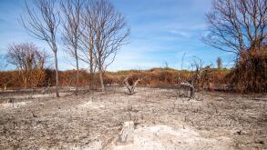 field planted with orange trees in Sicily burned by fire